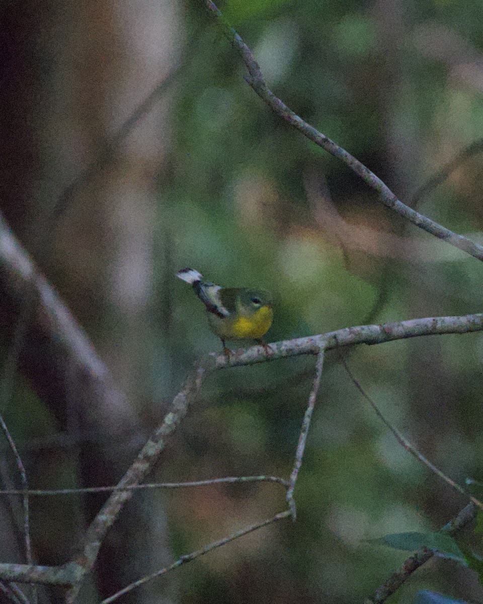 Northern Parula - ML644165571