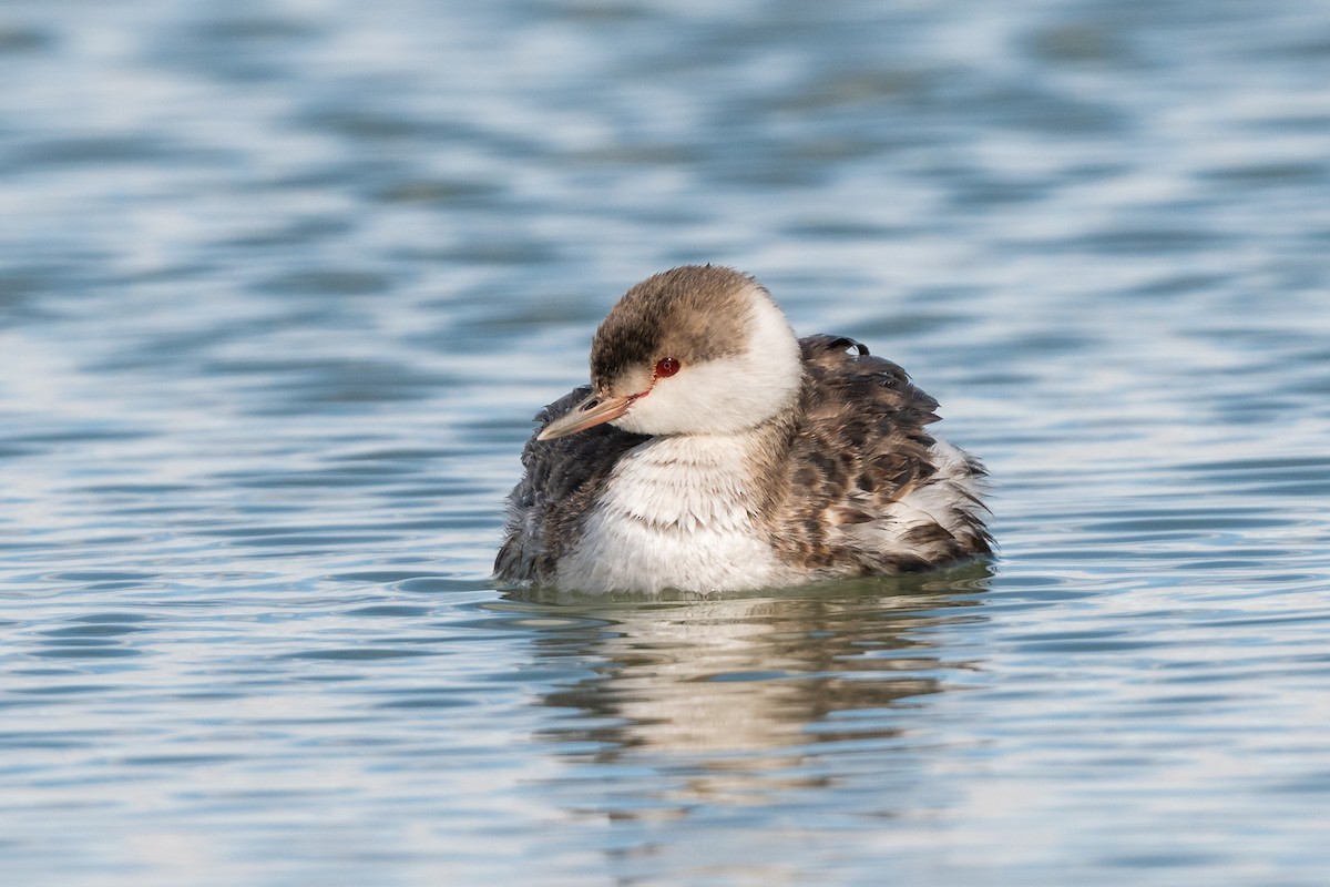 Ухаа шунгуур - ML644165582