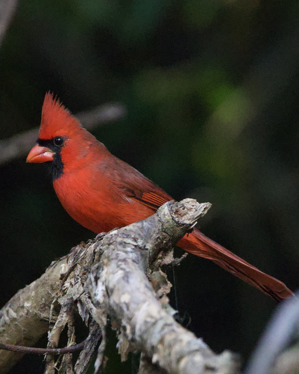 Kardinal arrunta - ML644165587