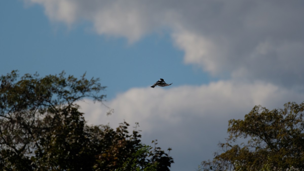 Belted Kingfisher - ML644165590