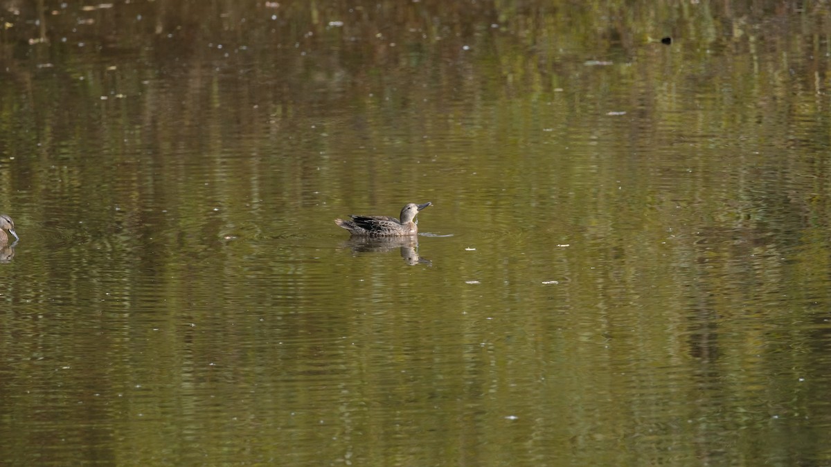 Blue-winged Teal - ML644165593