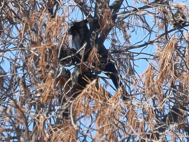 Steller's Jay - ML644165596