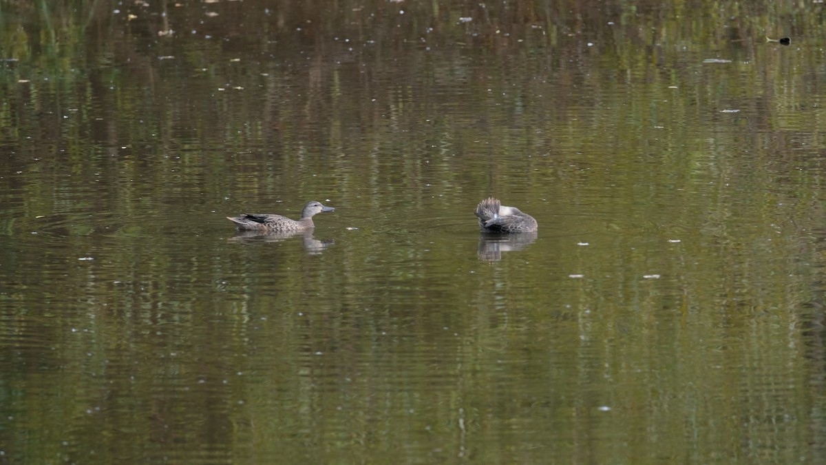 Blue-winged Teal - ML644165604