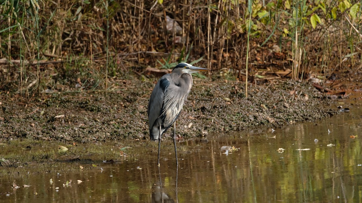 Great Blue Heron - ML644165608
