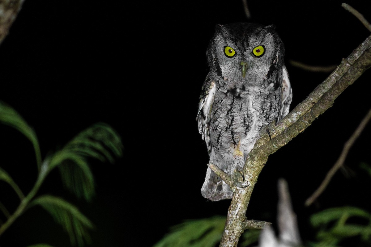 Eastern Screech-Owl (McCall's) - ML644165614