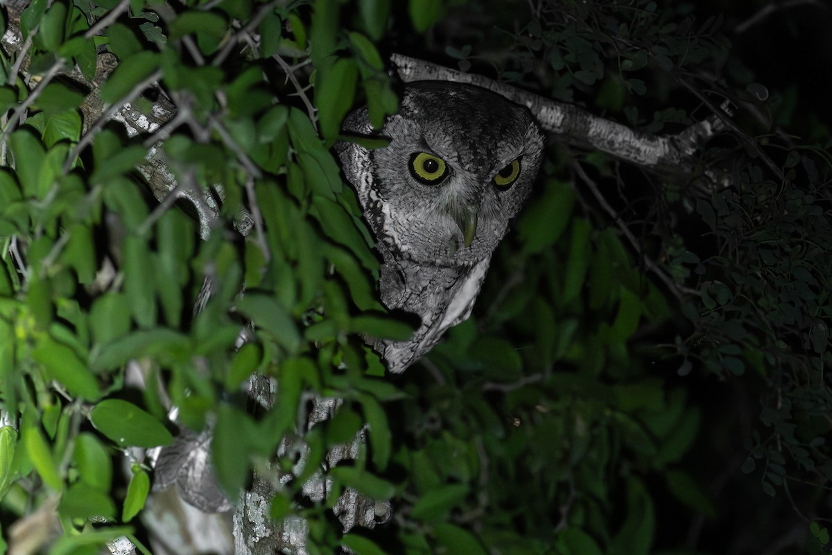 Eastern Screech-Owl (McCall's) - ML644165615