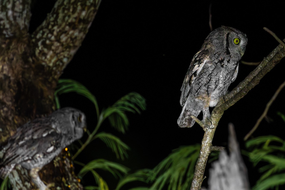 Eastern Screech-Owl (McCall's) - ML644165616