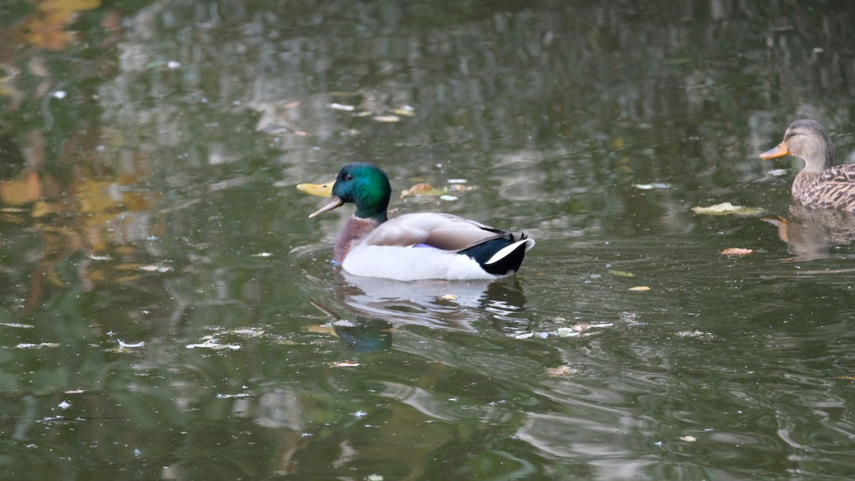 Зэрлэг нугас - ML644165617