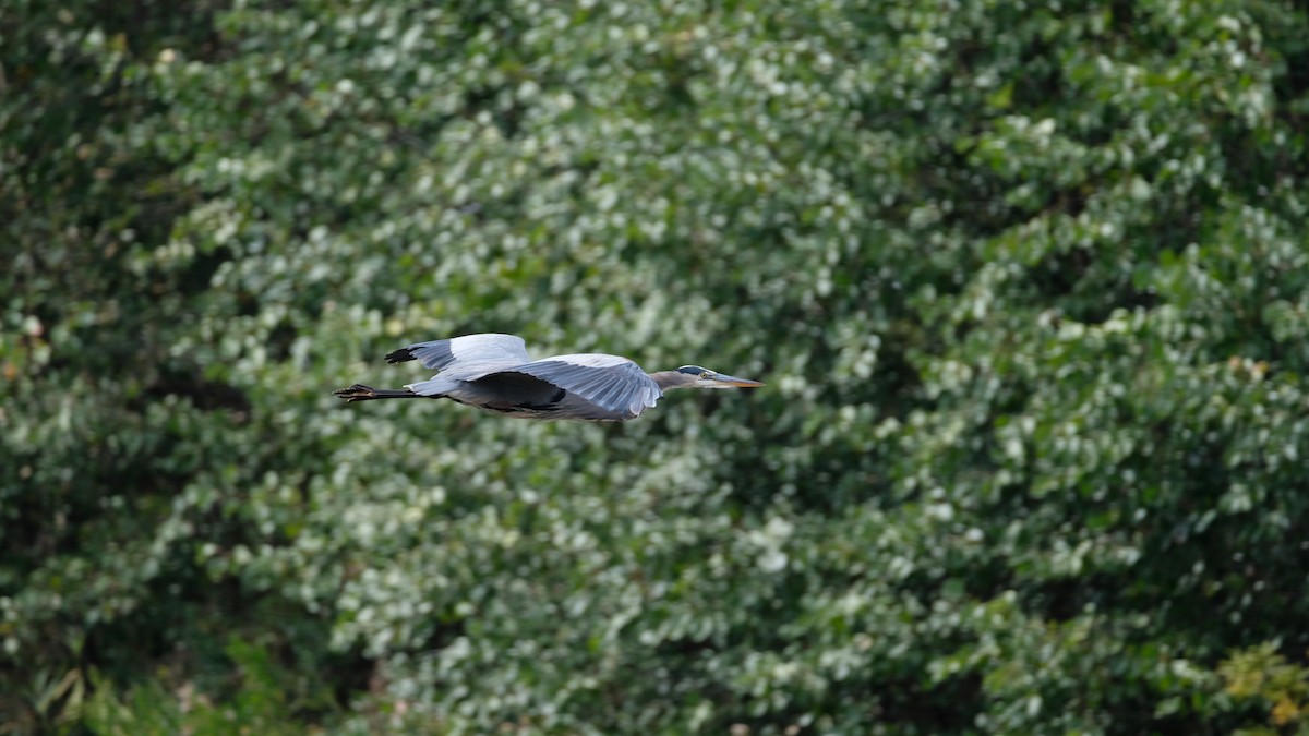 Great Blue Heron - ML644165621