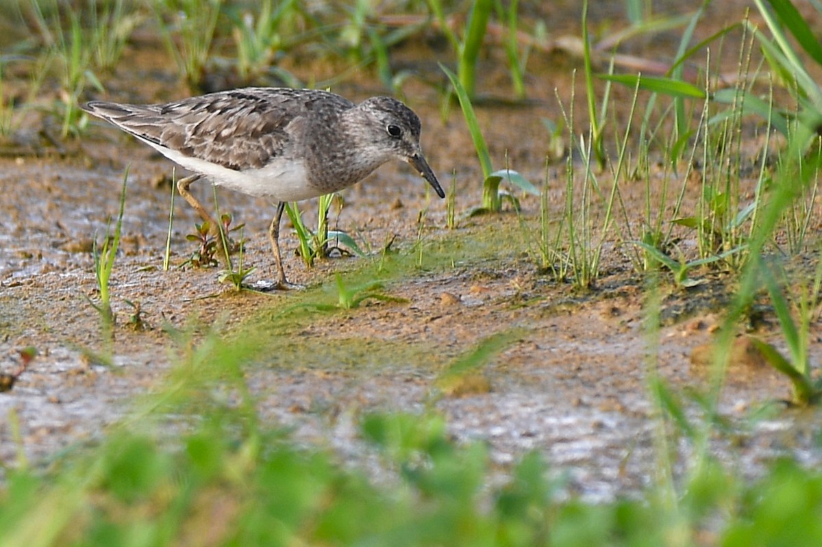 Bécasseau de Temminck - ML644165622