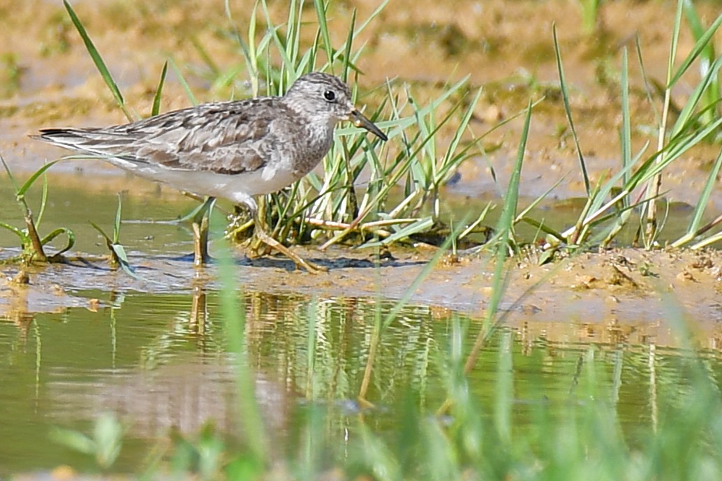 Bécasseau de Temminck - ML644165623