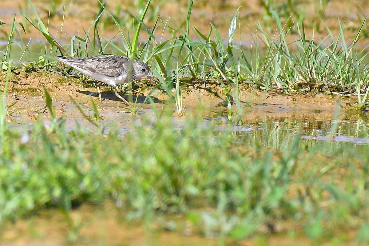 Bécasseau de Temminck - ML644165626