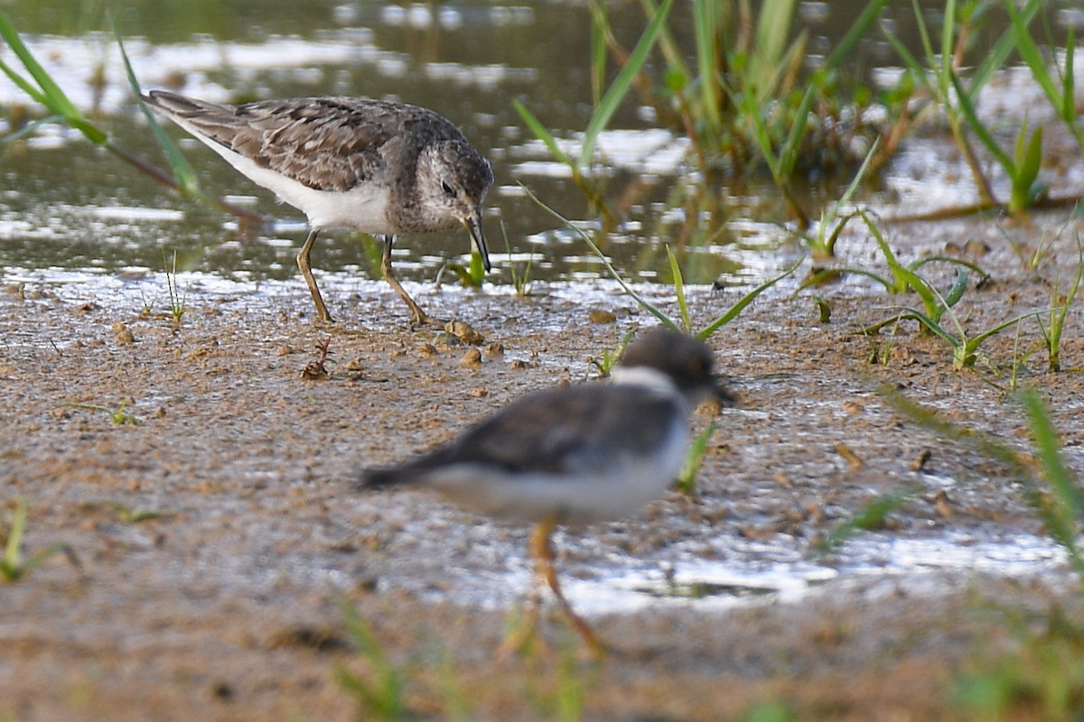 Bécasseau de Temminck - ML644165628