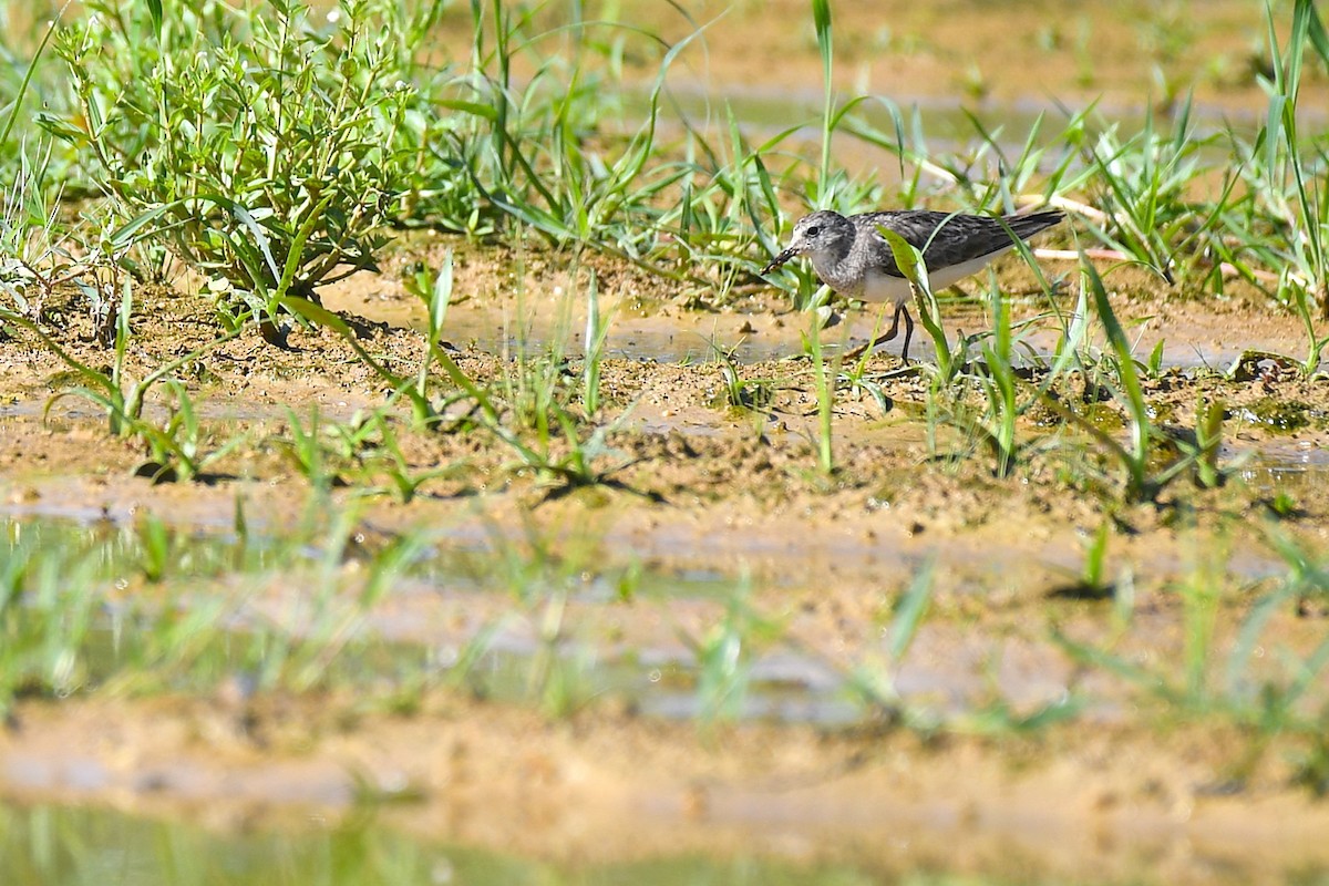 Bécasseau de Temminck - ML644165630