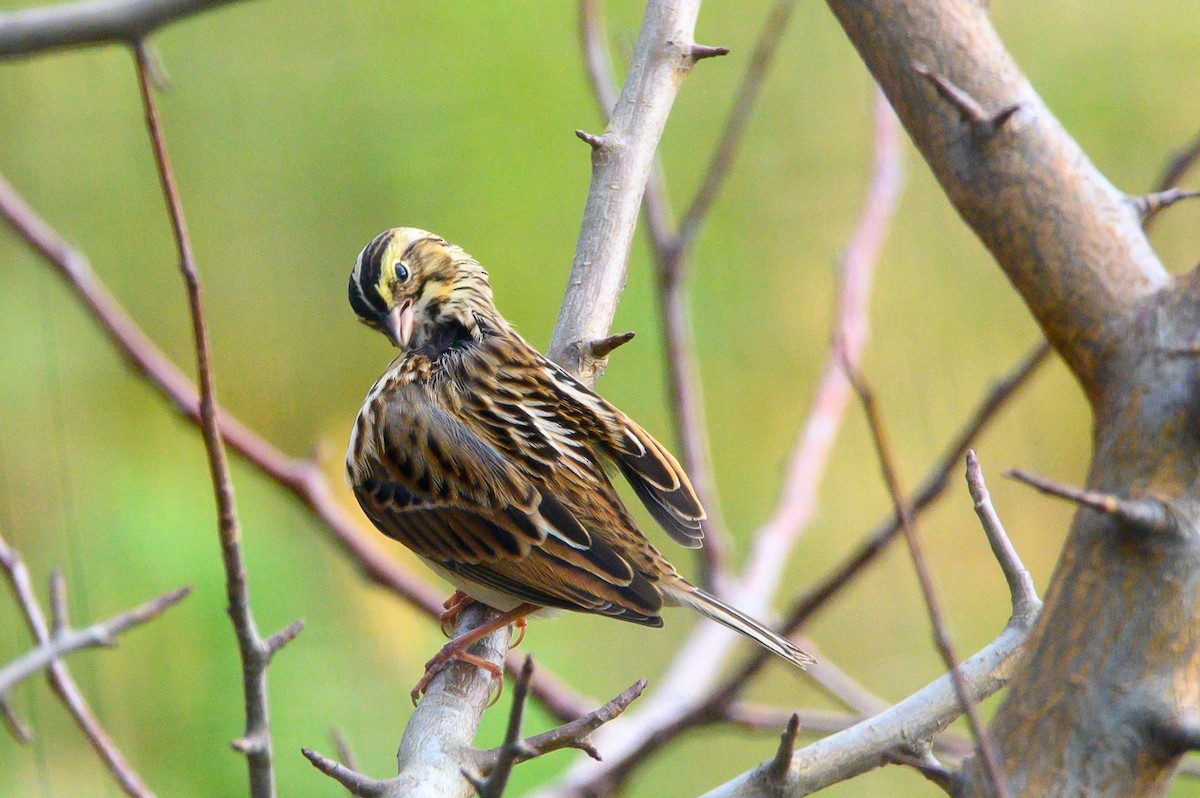 Savannah Sparrow - ML644165639