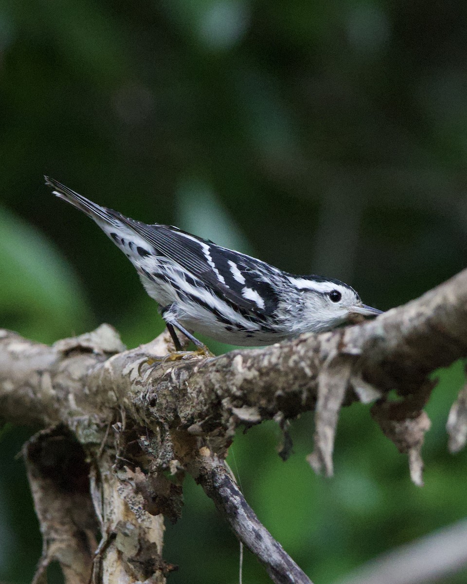 Black-and-white Warbler - ML644165646