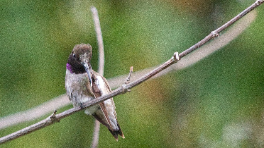 Black-chinned Hummingbird - ML644165648