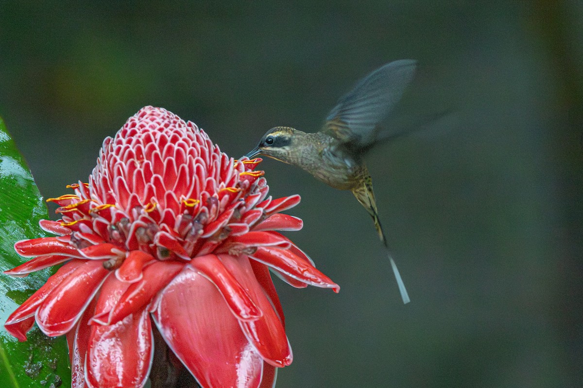Long-billed Hermit - ML644165650