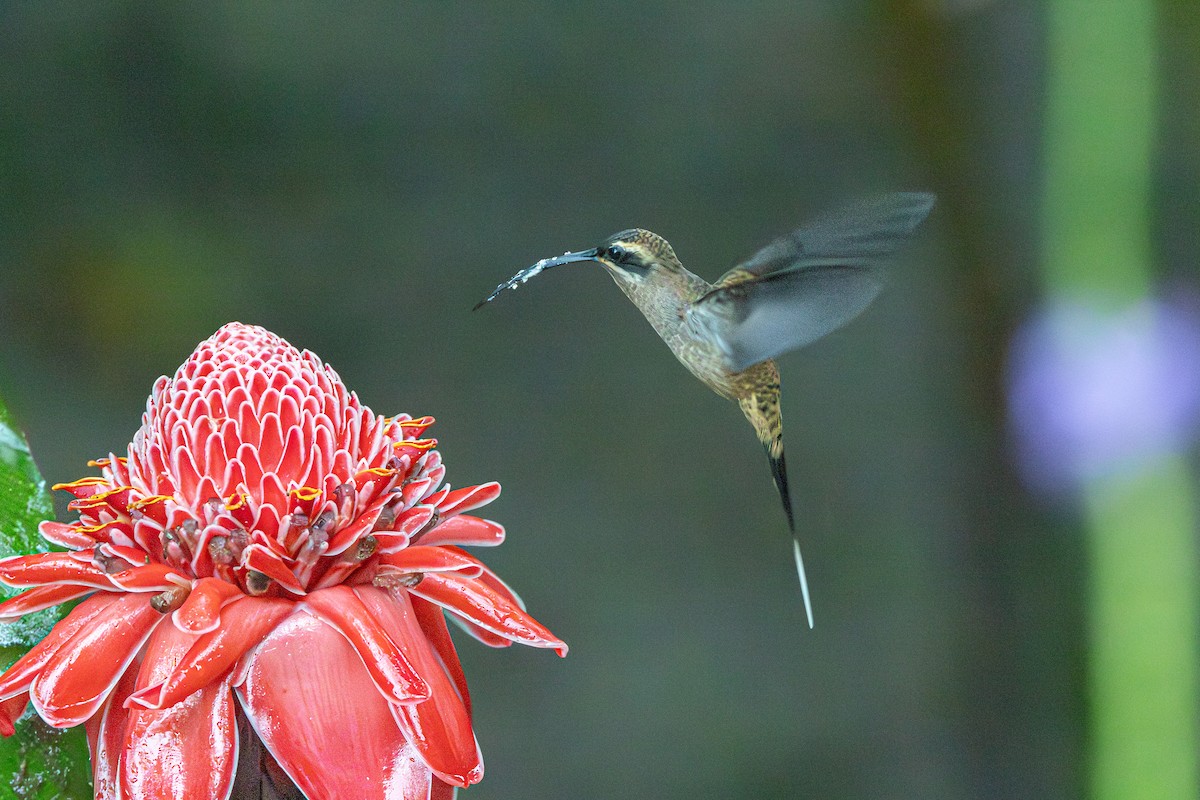 Long-billed Hermit - ML644165651