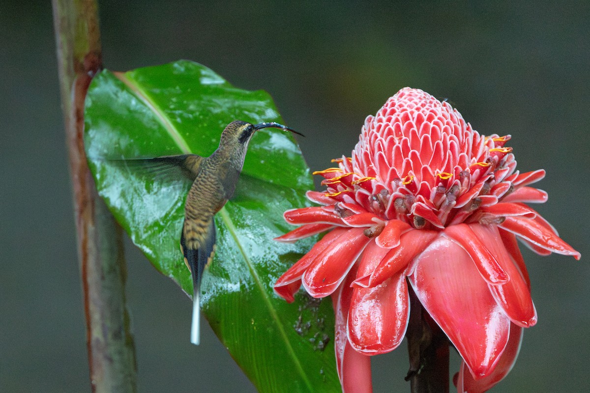 Long-billed Hermit - ML644165652