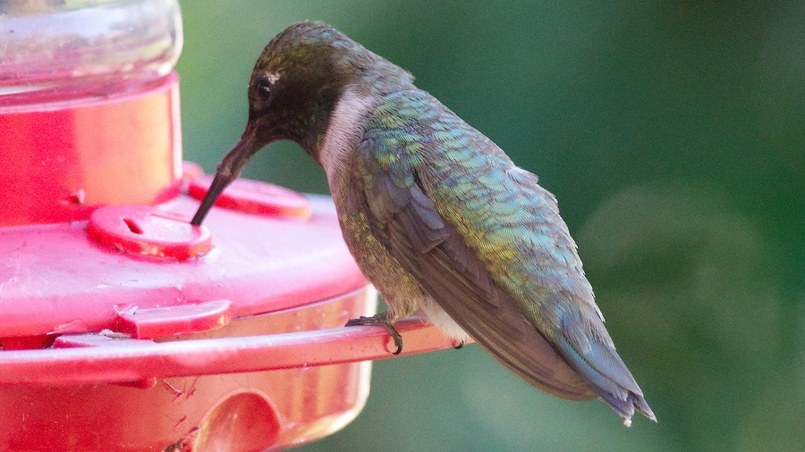 Black-chinned Hummingbird - ML644165671