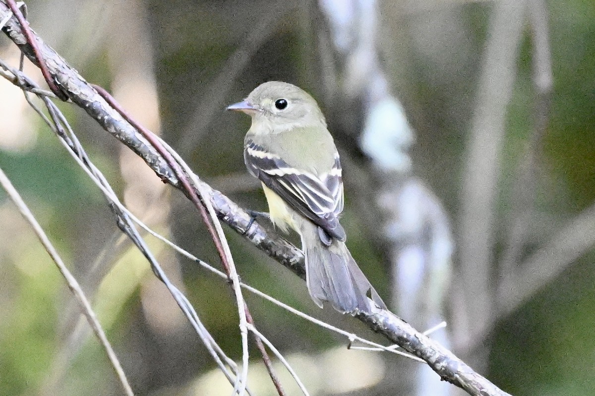 Acadian Flycatcher - ML644165674