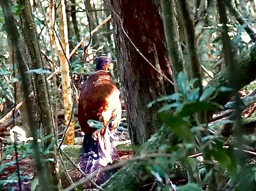 Albert's Lyrebird - ML644165677