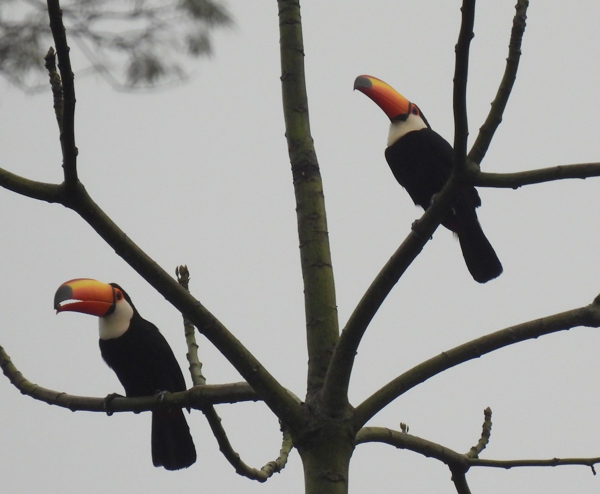 オニオオハシ - ML644165698