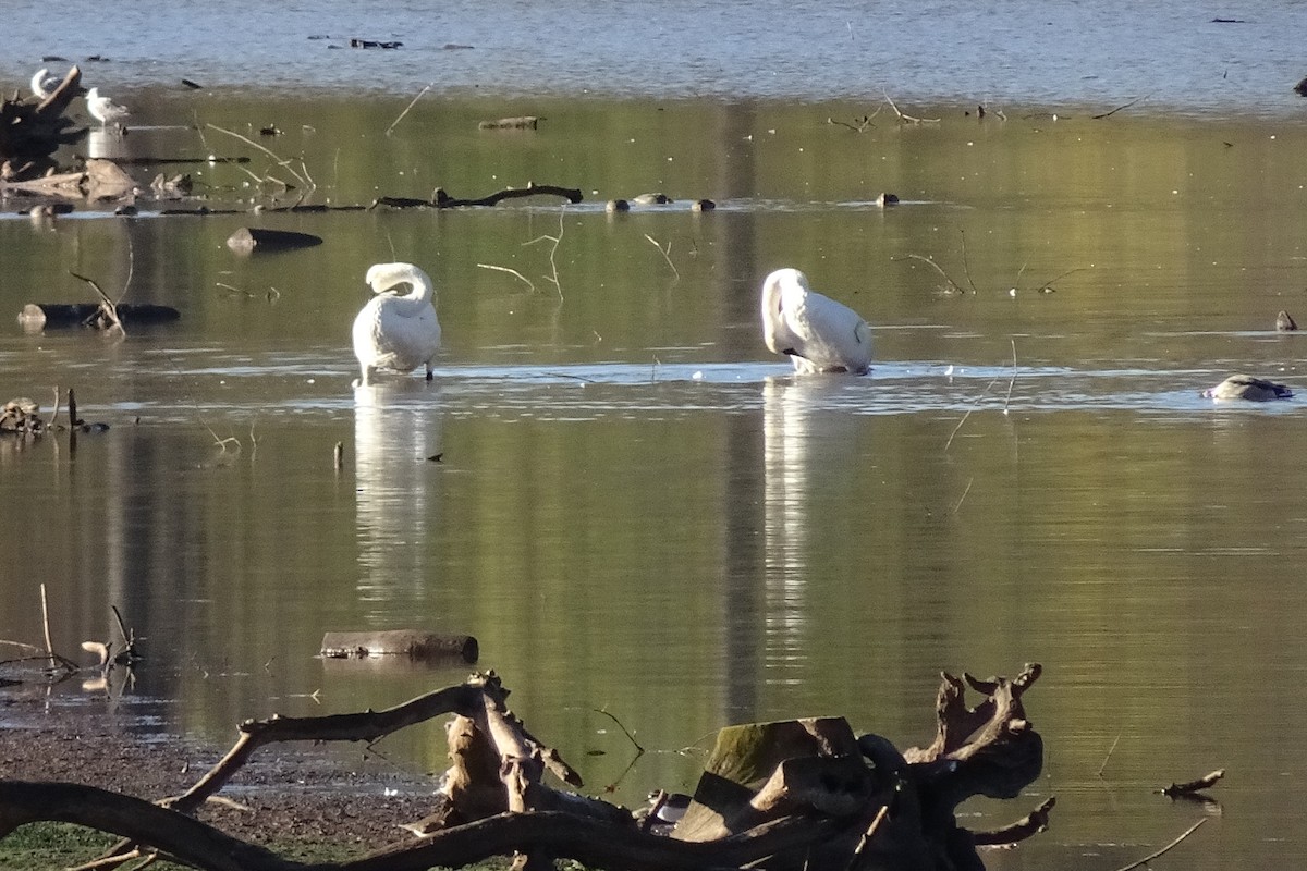 Trumpeter Swan - ML644165707