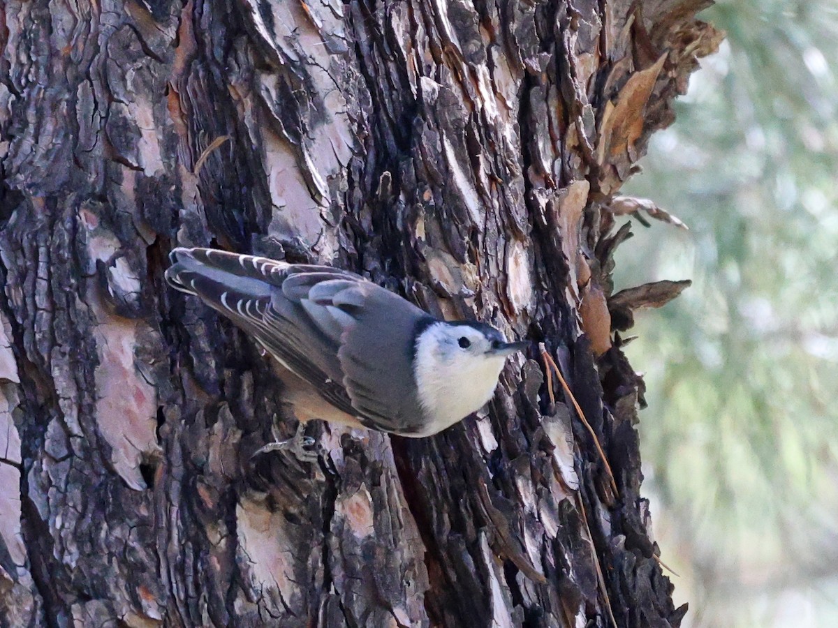 White-breasted Nuthatch - ML644165711