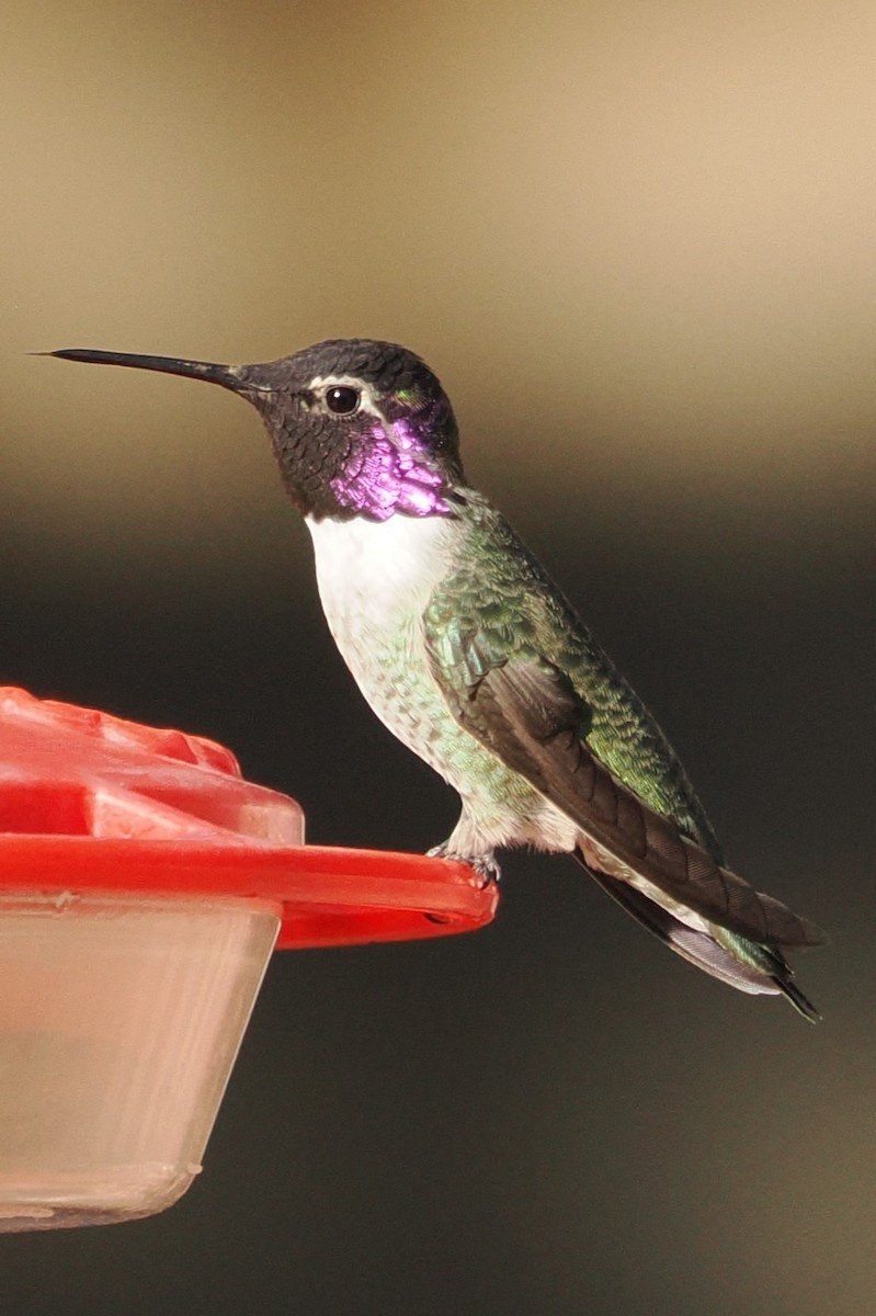 Anna's x Costa's Hummingbird (hybrid) - ML644165742