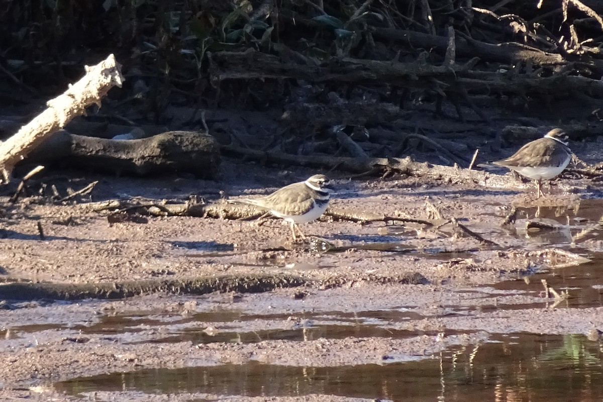 Killdeer - ML644165759