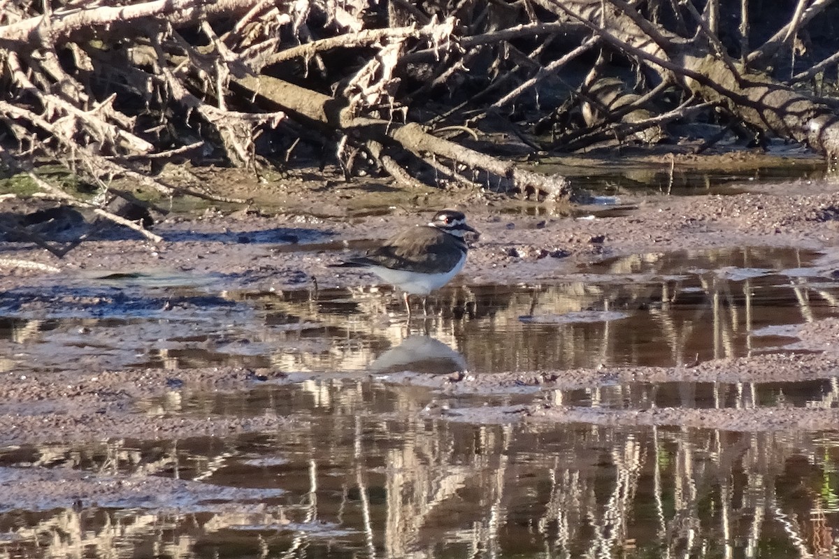 Killdeer - ML644165760