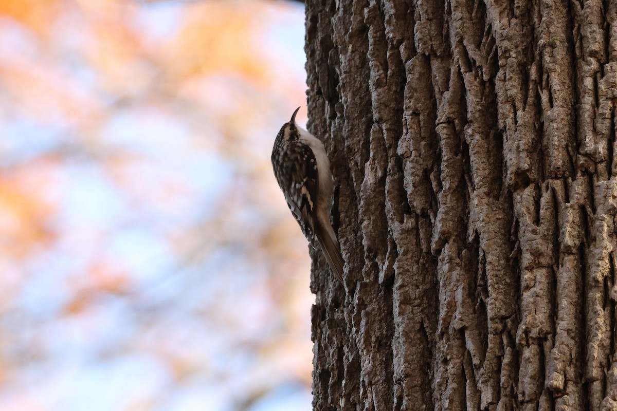 Brown Creeper - ML644165765