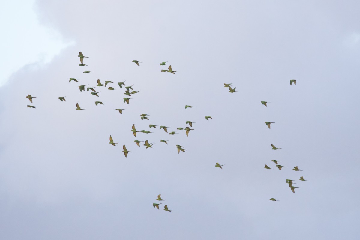 Sittich, unbestimmt - ML644165782