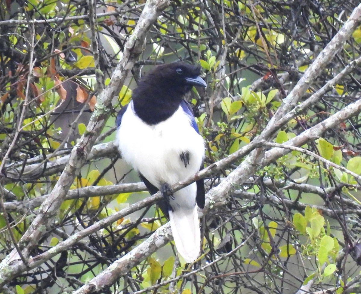 Curl-crested Jay - ML644165798