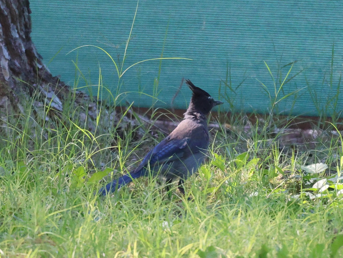 Steller's Jay - ML644165802