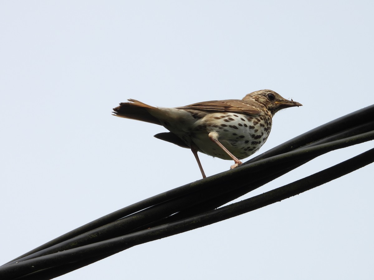Song Thrush - ML644165814