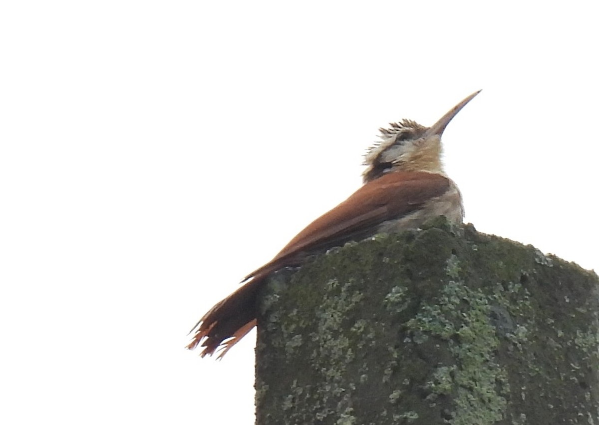 Narrow-billed Woodcreeper - ML644165831