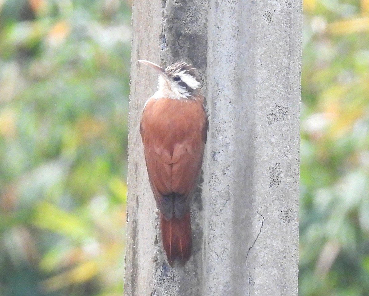 Narrow-billed Woodcreeper - ML644165832