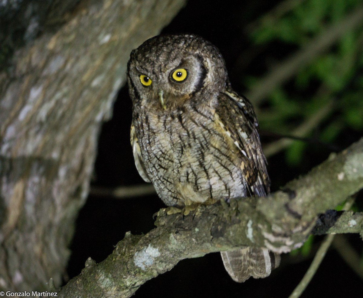 Tropical Screech-Owl - ML644165833