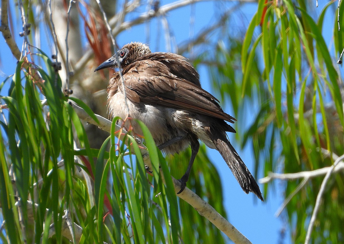 hjelmmunkefugl - ML644165867