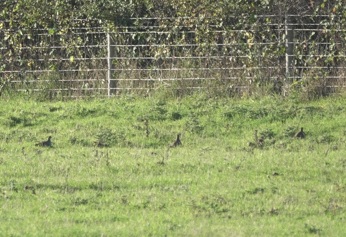 rapphøne - ML644165869