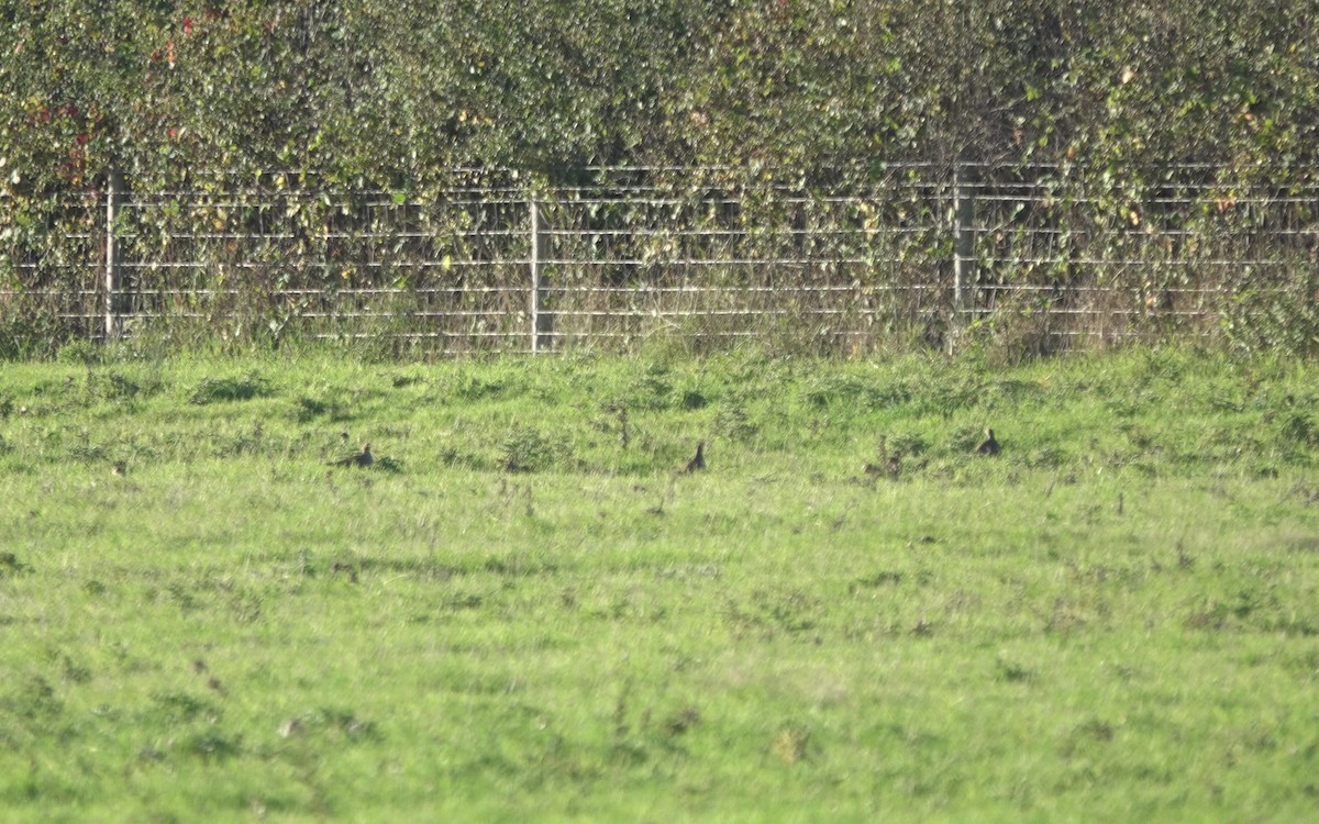 rapphøne - ML644165870