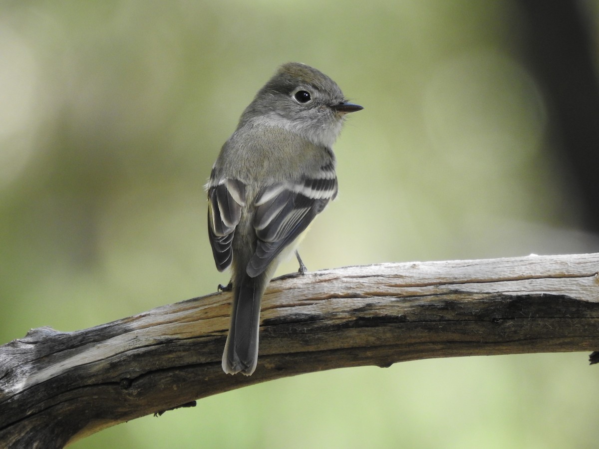 Hammond's Flycatcher - ML644165878