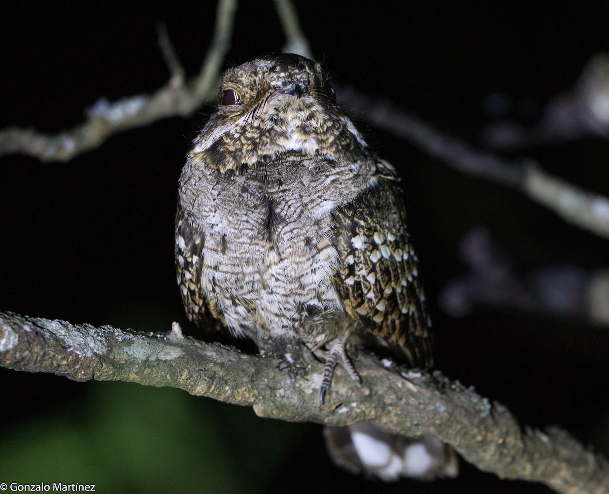 Little Nightjar - ML644165880