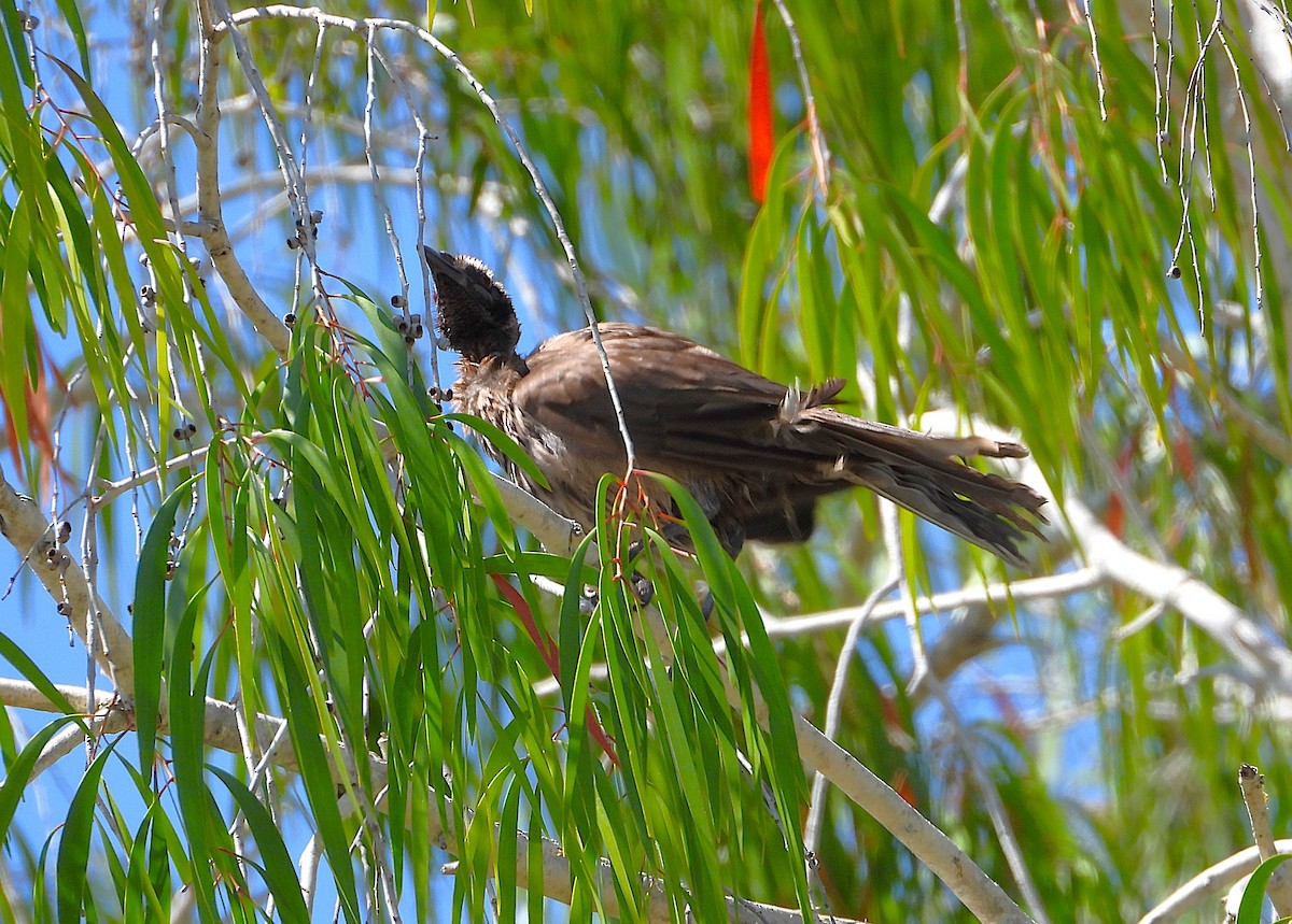 hjelmmunkefugl - ML644165882