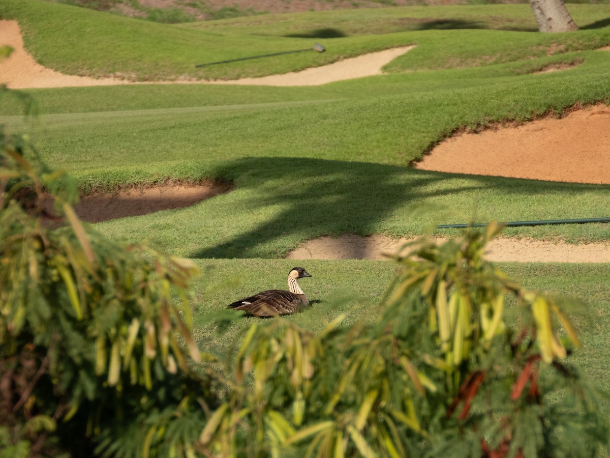 Гавайская казарка - ML644165889