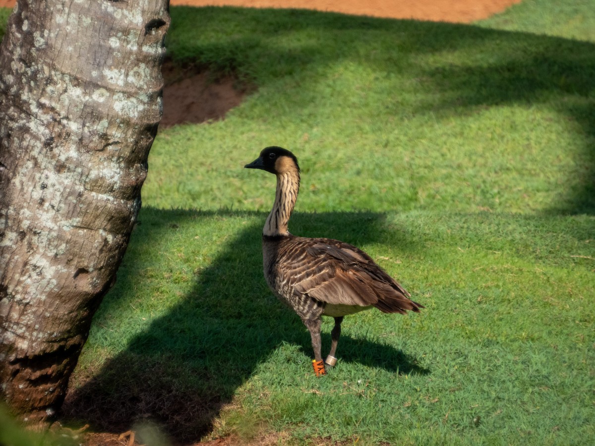 Гавайская казарка - ML644165890