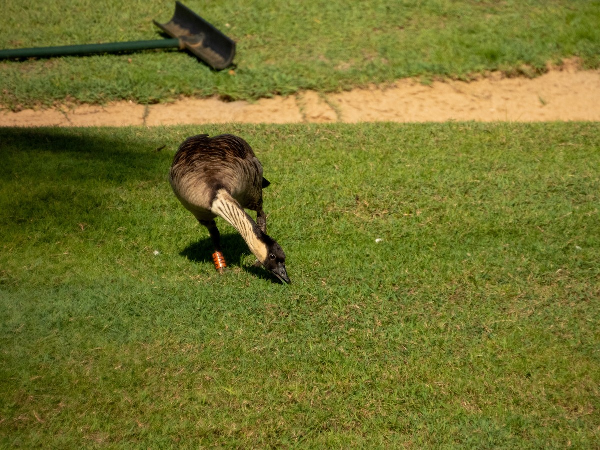 Гавайская казарка - ML644165891